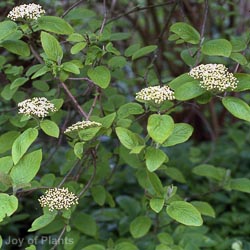 Viburnum lantana
