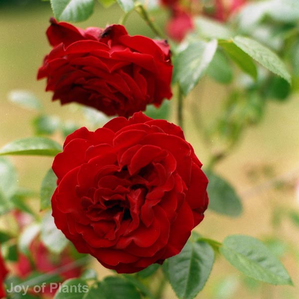 Awaiting product image