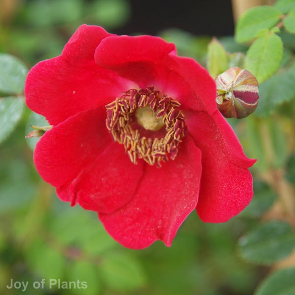 Awaiting product image