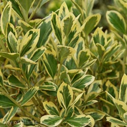 Euonymus Jap Bravo 2L