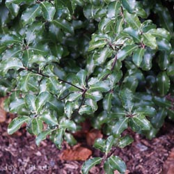 Pittosporum Arundel Green 5L