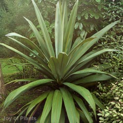 Dracaena Indivisa