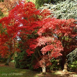 Acer Palmatum Extra Bush