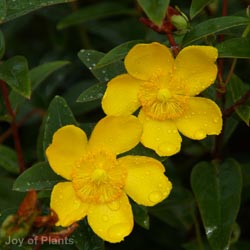 Hypericum 'Hidcote'