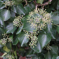 Hedera helix