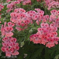 Pelaegonium pelt. Balcony Red