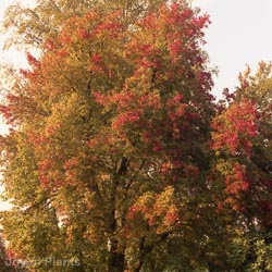 Acer Rubrum 14-16