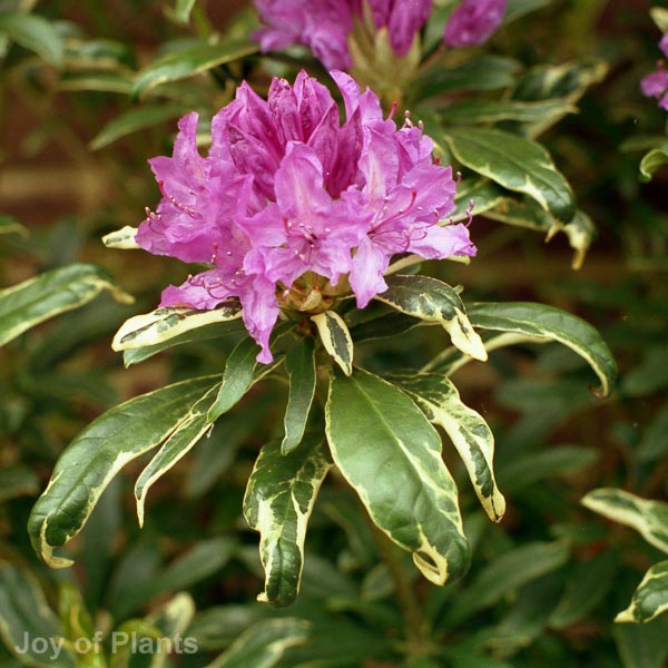 Awaiting product image