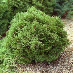 Thuja Occ Tiny Tim