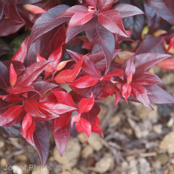 Awaiting product image