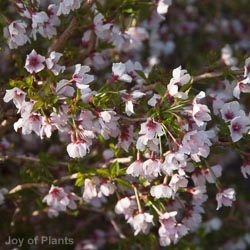 Prunus incisa Kojo-no-mai