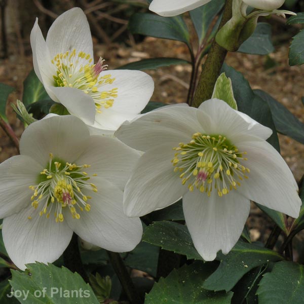 Awaiting product image