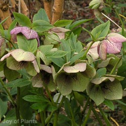 Helleborus x hybridus 'Double Light Pink'