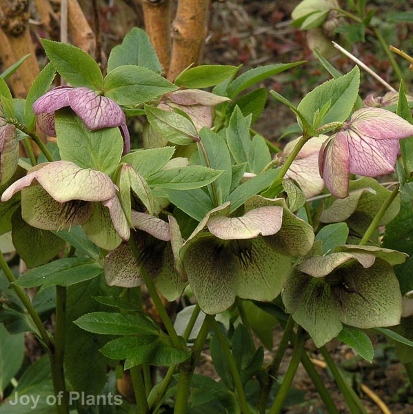 Awaiting product image