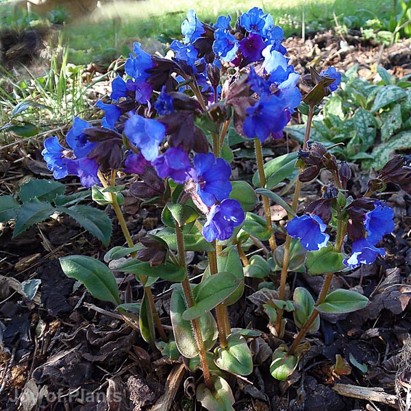 Awaiting product image