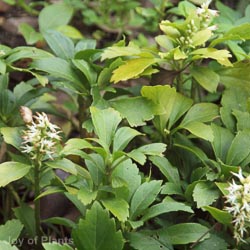 Pachysandra terminalis 2L