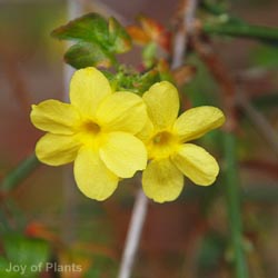Jasminum nudiflorum