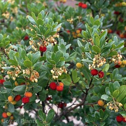 Arbutus Unedo Mushroom 45L