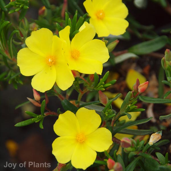 Awaiting product image