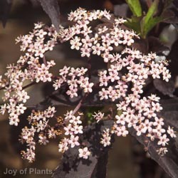 Sambucus Nigra Black Beauty