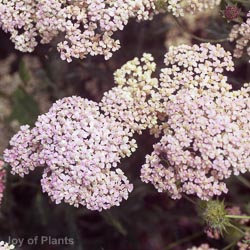 Achillea Millefolium Salmon Beauty 2L