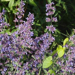Nepeta Grannilocks