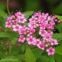 Spiraea Japonica Little Princess