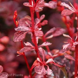 Berberis Thunbergii Harlequin