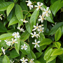Trachleospermum Jasminoides White Toscane