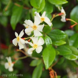 Trachelospurmum jasminoides 200-225cm 9L