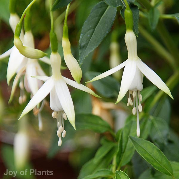 Awaiting product image