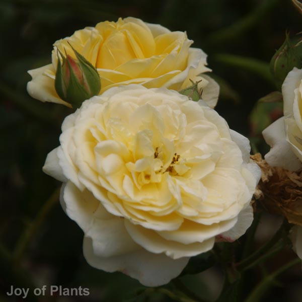 Awaiting product image