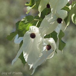 Davidia Involucrata