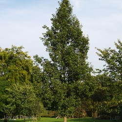 Pyrus Chanticleer FAN