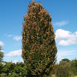 Fagus Sylvatica Red Obelisk 16-18cm FTH