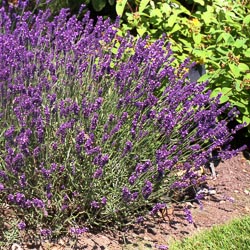 Lavandula Ang Alba