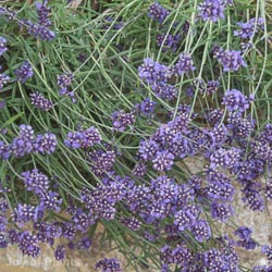Lavandula Hidcote