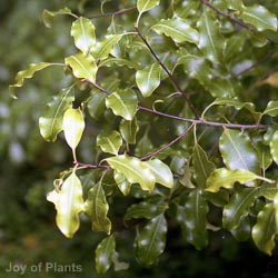 Pittosporum Tenifolium
