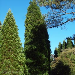 Cupressocyparis Leylandii Pyramid Spiral