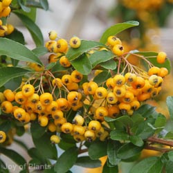 Pyracantha Saphyr Orange
