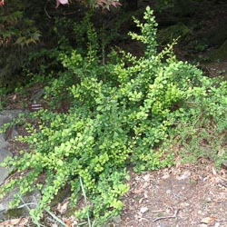 Berberis Thunbergii Neon Gold
