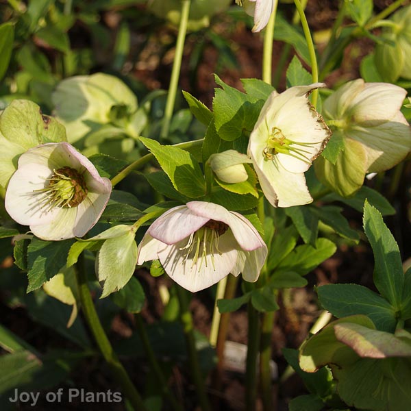 Awaiting product image