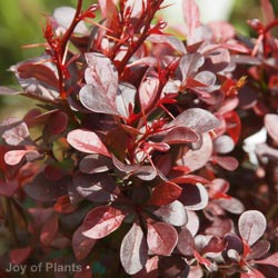 Berberis Thunbergii Atropurpurea 5L