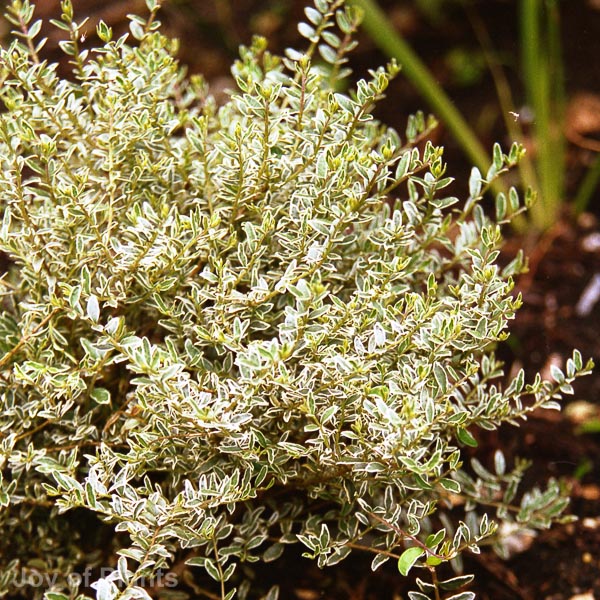 Awaiting product image