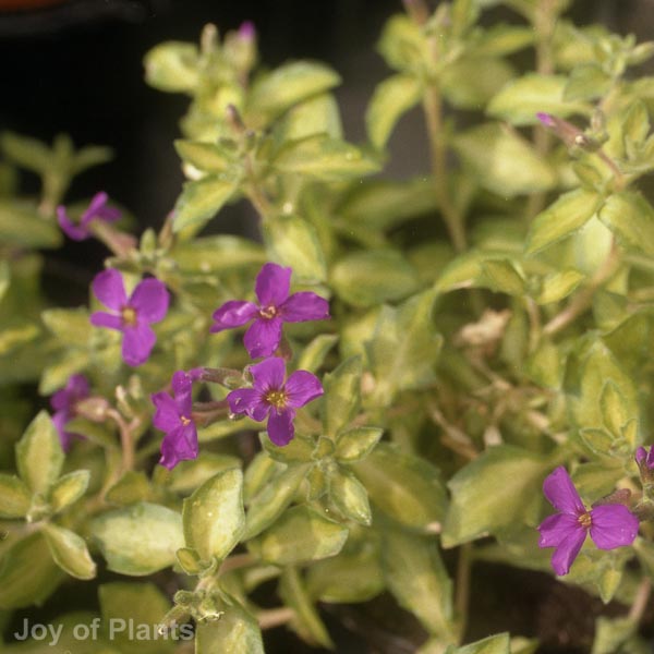 Awaiting product image