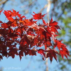 Acer Palmatum Garnet