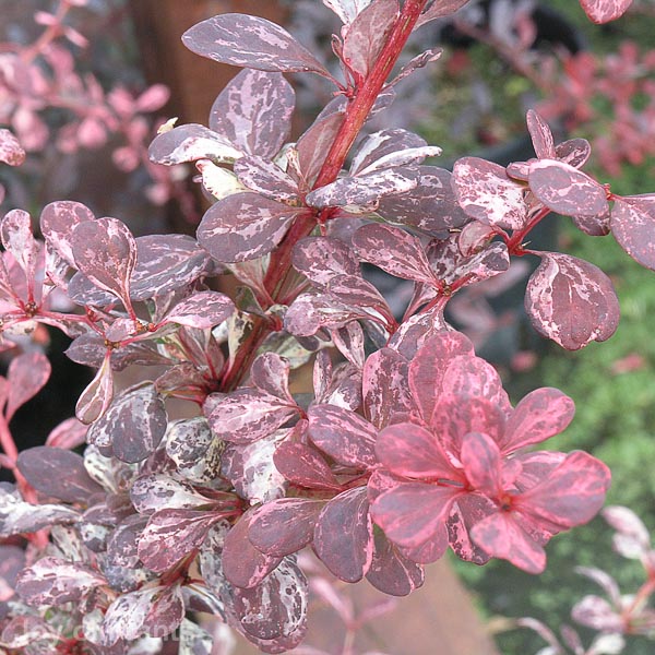 Awaiting product image