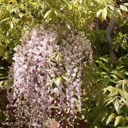 Wisteria Sinensis Pink (Caned) 9L