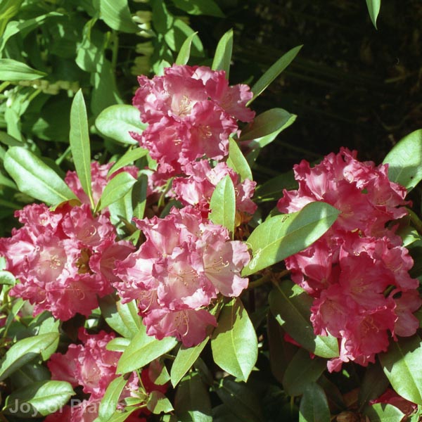 Awaiting product image