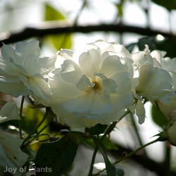 Rosa Iceberg Climber